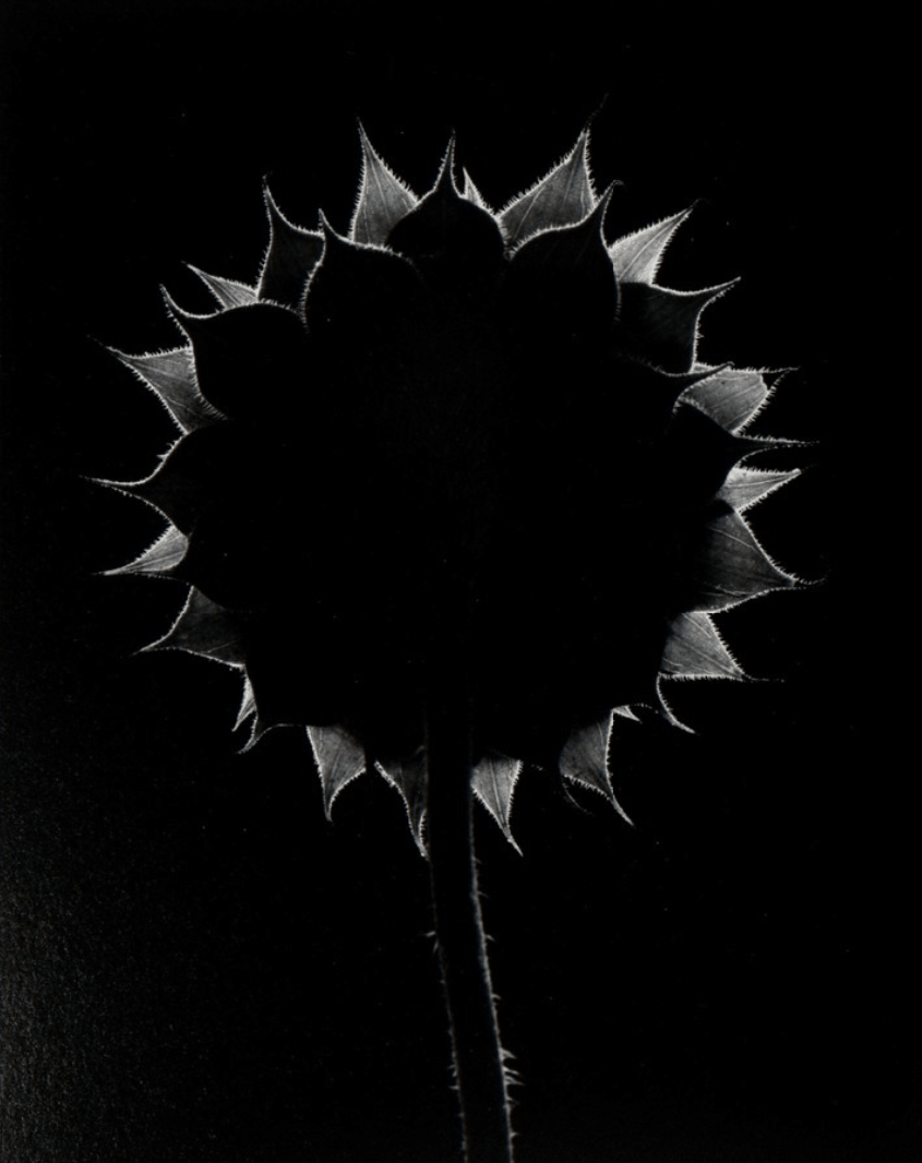 Sunflower, Winthrop, Massachusetts, 1965.