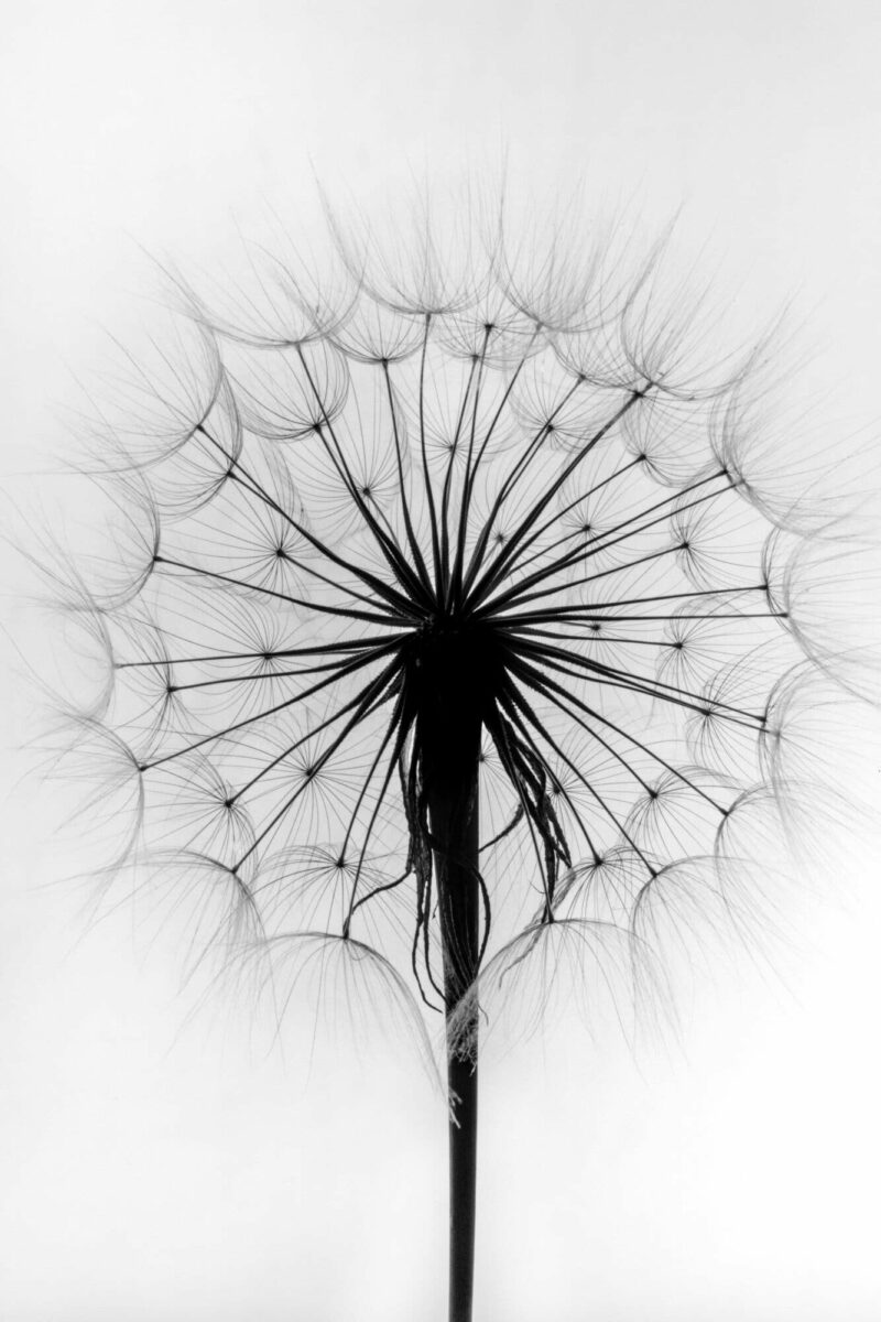 Dandilion by Paul Caponigro.