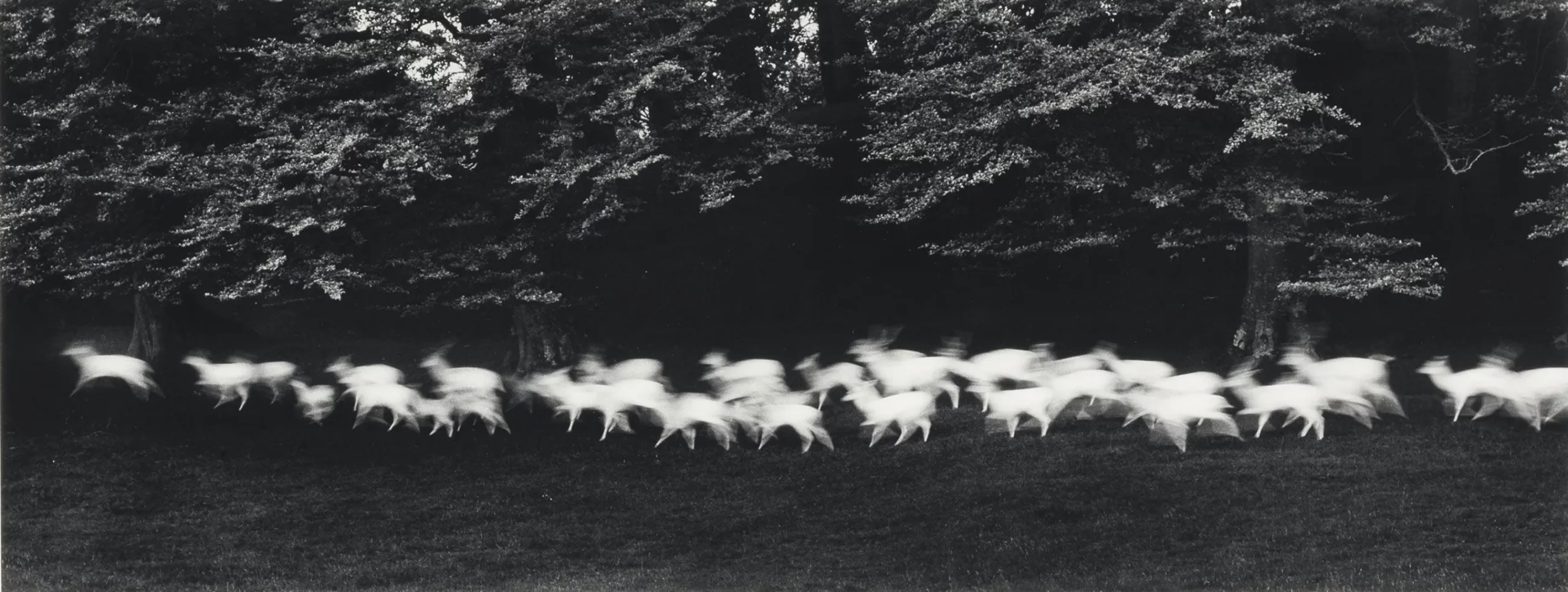 Running White Dear, by Paul Caponigro.