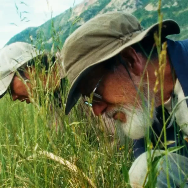 Photograph of David Inouye among wild grasses and wildflowers.