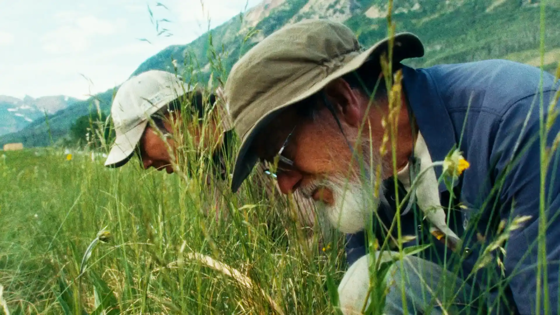 Photograph of David Inouye among wild grasses and wildflowers.