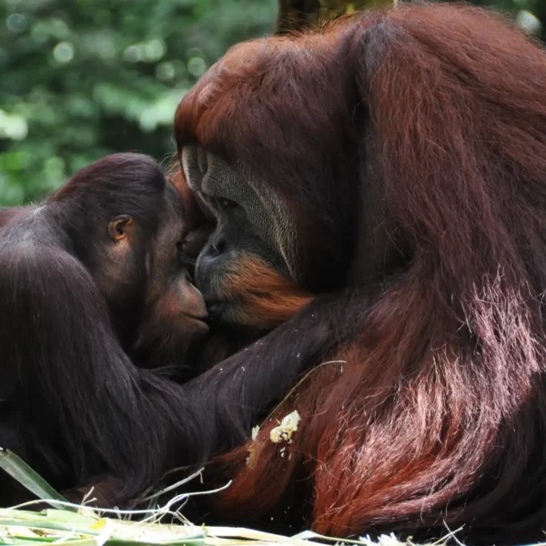 Orangutan parent and child embrace.