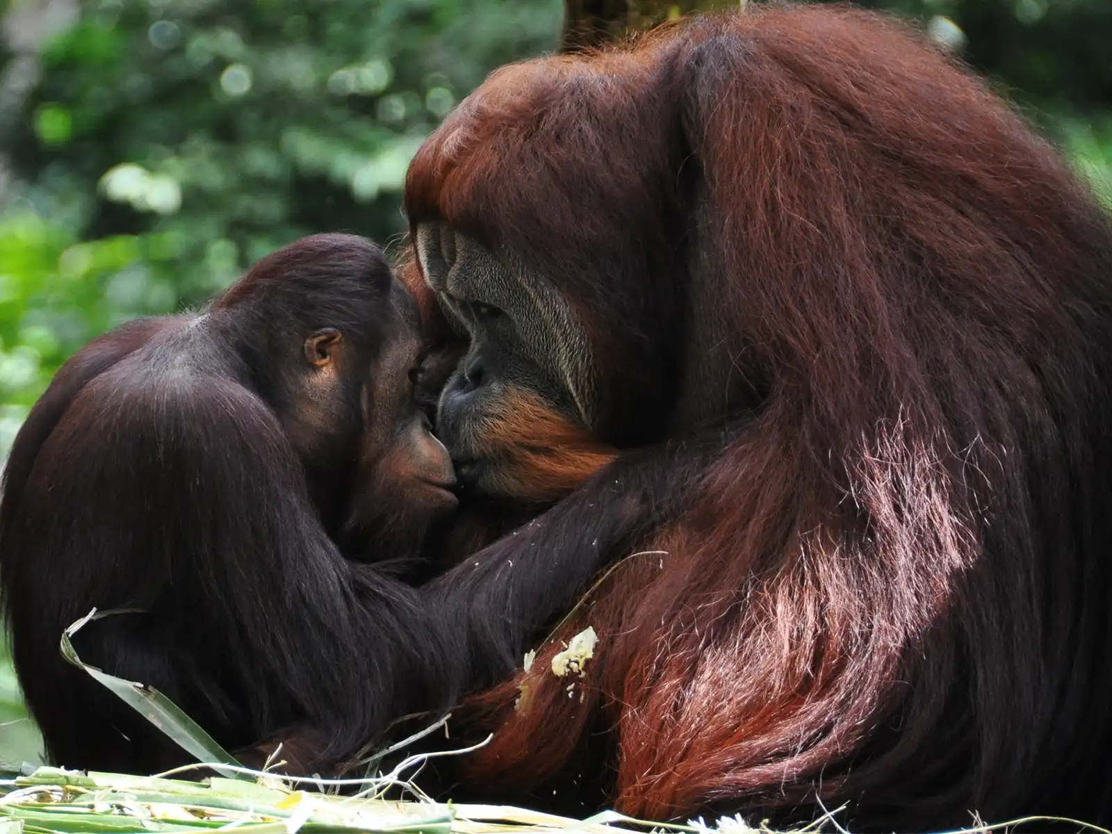 Orangutan parent and child embrace.