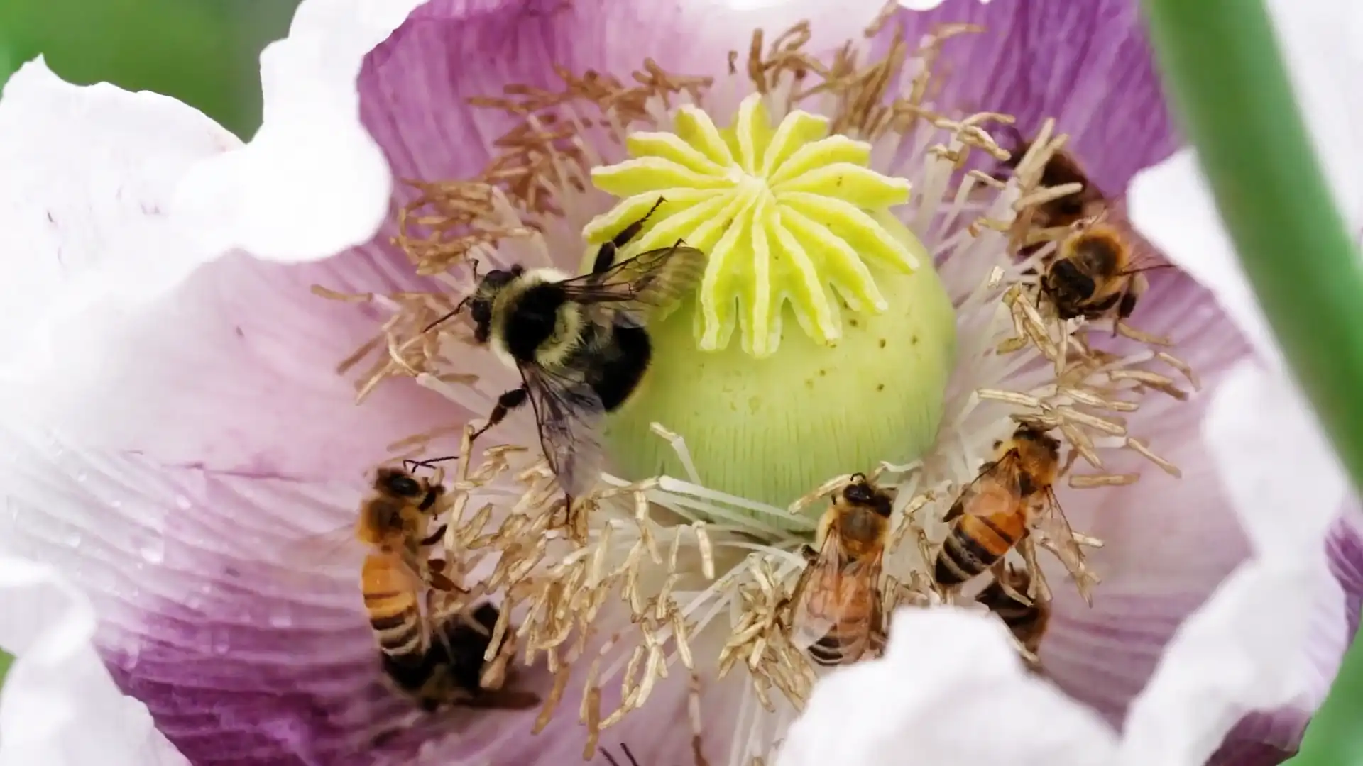 Bees circle a flower.